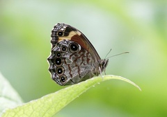 Chonala praeusta