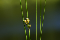 Juncus filiformis