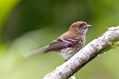 Knipolegus cyanirostris