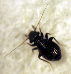 Rhyopsocus conformis