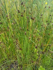 Juncus arcticus