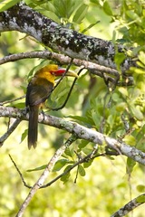 Pteroglossus bailloni