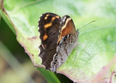 Chonala praeusta