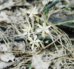 Triteleia ixioides scabra