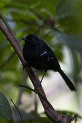 Pyriglena leucoptera