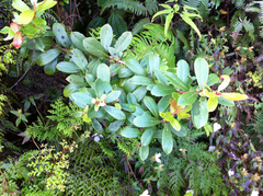 Vaccinium dentatum