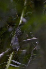 Batara cinerea