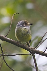 Myiornis auricularis