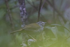 Myiothlypis leucoblephara