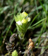 Castilleja rubicundula lithospermoides