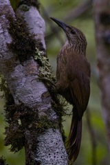 Xiphocolaptes albicollis