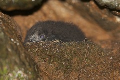 Cypseloides fumigatus