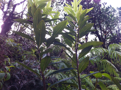 Wikstroemia oahuensis