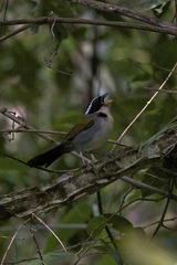 Arremon semitorquatus