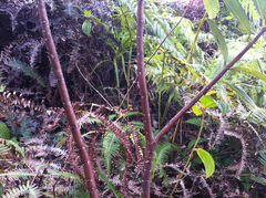Wikstroemia oahuensis