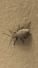 Otiorhynchus sulcatus