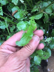 Erythranthe michiganensis