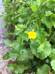 Erythranthe michiganensis