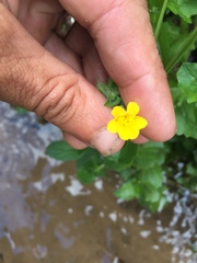 Erythranthe michiganensis