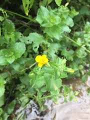 Erythranthe michiganensis