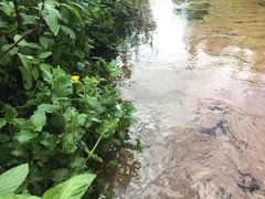 Erythranthe michiganensis