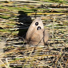 Cercyonis pegala boopis