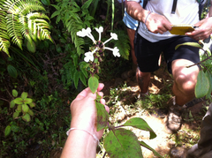 Phyllostegia grandiflora