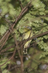 Piprites chloris