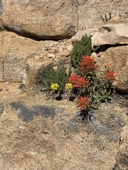 Castilleja applegatei viscida