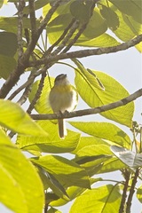 Pachyramphus viridis