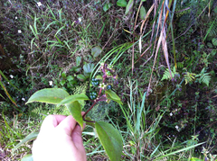 Phyllostegia grandiflora