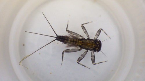 Carolina flat-headed mayfly