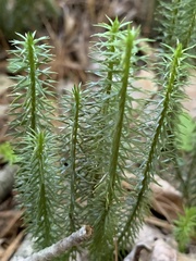 Lycopodiales