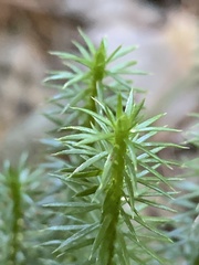 Lycopodiales