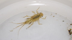 Leptohyphidae