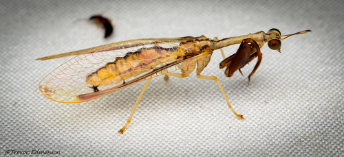Four-spotted Mantisfly photo 6