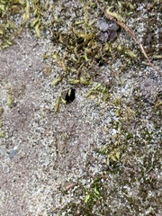 Prenolepis imparis