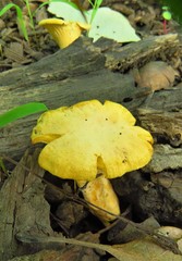 Cantharellus chicagoensis