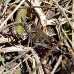 Rhammatocerus pictus