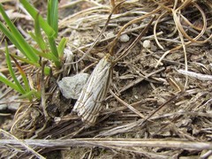 Chrysocrambus dentuellus