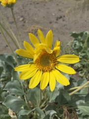 Enceliopsis nudicaulis