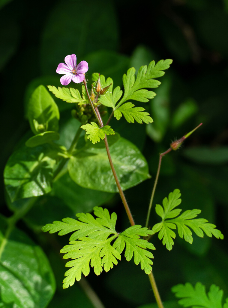 Geranium robertianum