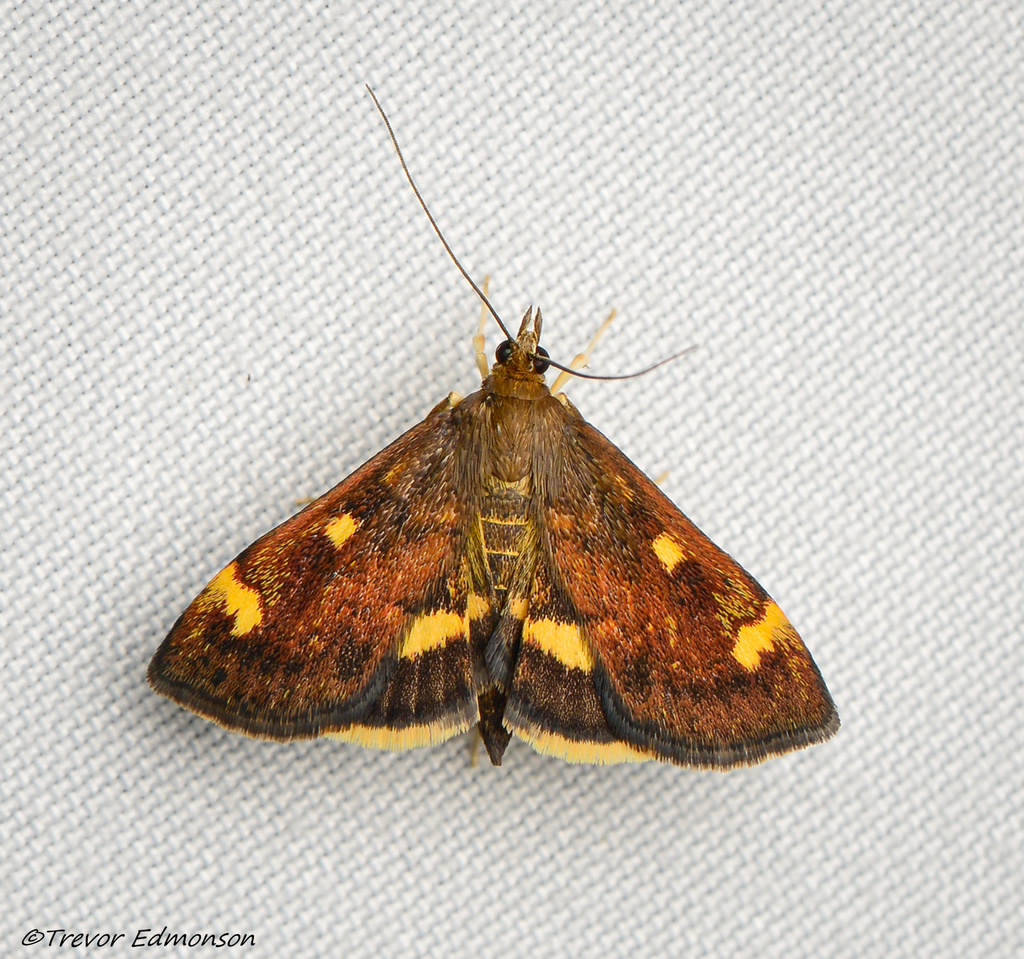 Generous Pyrausta Moth