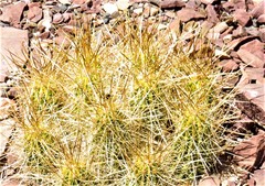Echinocereus