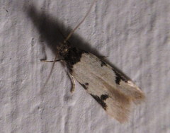 Taygete decemmaculella