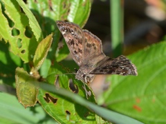 Erynnis martialis