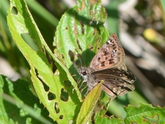 Erynnis martialis