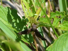 Erynnis martialis