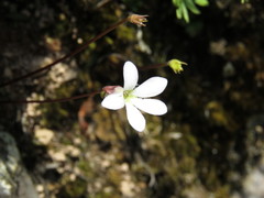 Pinguicula parvifolia