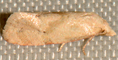 Platphalonidia felix
